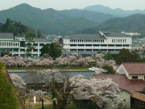 さくら並木が満開になっている様子の写真