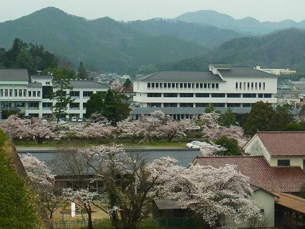 城跡の高い場所から見た白い壁でグレー色の屋根の建物の市役所の手前や民家の庭に咲いている桜並木の写真