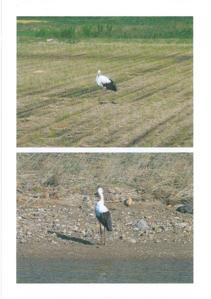 （上）田に飛来したコウノトリの写真、（下）河原に飛来して河に背を向けているコウノトリの写真
