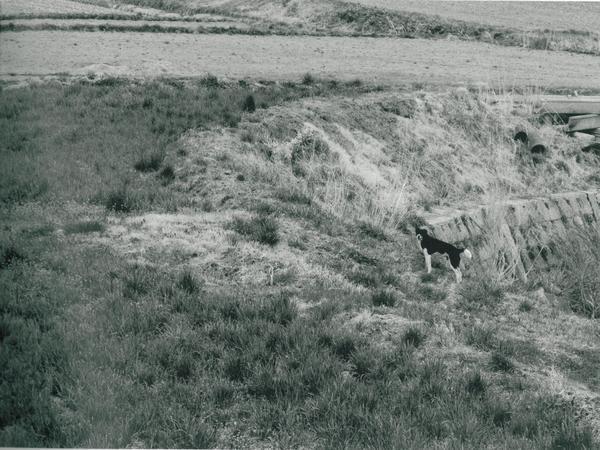 荒れてた田畑に、一匹の黒い犬がこちらを振り向いて立っている様子の白黒の写真