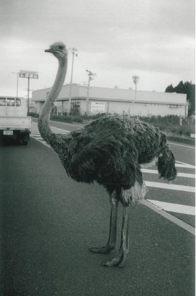 道路の真ん中に1匹のダチョウが立っており、奥には白いトラックと店舗が写っている写真