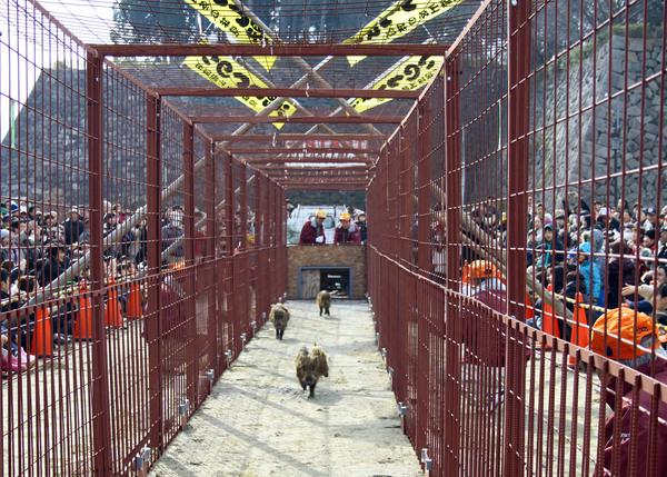 柵で囲まれた細長いコースを小さな猪3匹が走っている写真