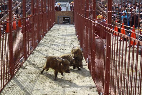 コースの途中で猪2匹が右側の方に体を向けていて、最後に後ろから来た猪が前にいる猪の上を乗り越えようとしている写真