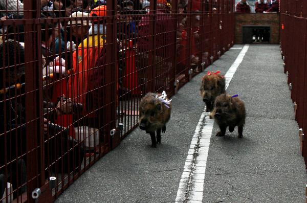 柵で囲まれた細長いコースを白、赤、青のリボンを首にまかれた小さな猪たちが走っている写真