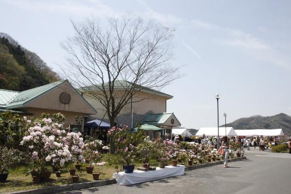 鉢に植えられている薄いピンク色や濃いピンク色のシャクナゲの花が会場の芝生に並べられている様子の写真