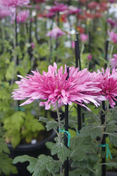 ピンク色の菊の花のアップの写真