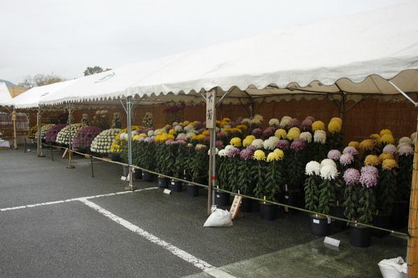 テントの下に、鉢植えされた黄色やピンク、白色の大菊が沢山展示されている様子の写真