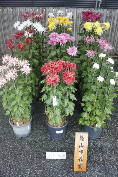 篠山市長賞を獲った黄色、白、ピンク、赤色の菊の花の鉢植えの写真