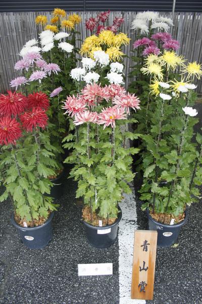 青山賞を獲った黄色、白、ピンク色、赤色の菊の花の鉢植の写真