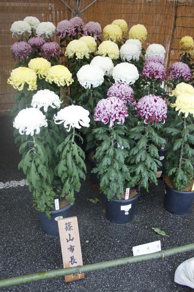 篠山市長賞を獲った鉢植えの黄色、白、ピンク色の大菊の花の写真