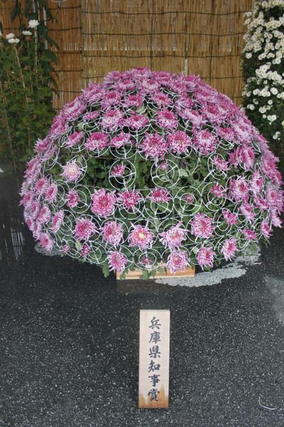 兵庫県知事賞を獲った、ピンク色の菊の花が針金で半円状に形作られている作品の写真