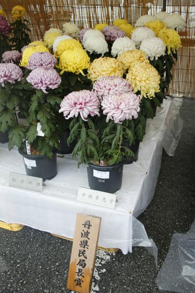 丹波県民局長所を獲った中西 多恵子さんのピンク、黄色、白の大菊の鉢植えの写真