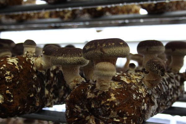 細長くまだらな模様の菌床から上に向かって5本ほどの椎茸が生えてきている写真