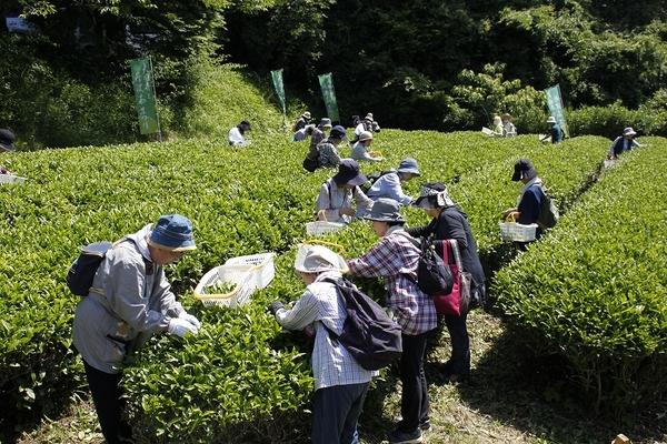 帽子を被っている女性の方々が茶の葉を摘み、透明の籠に入れている写真