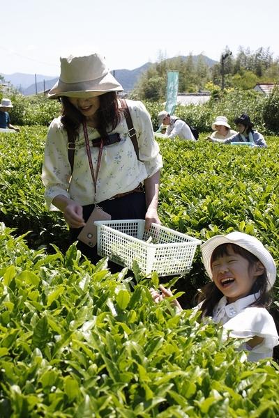 帽子を被っている母子が茶の葉を摘み、女の子が笑顔で写っている写真