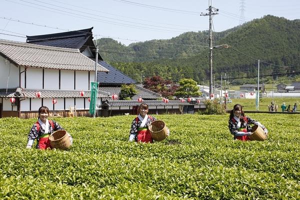 茶娘の衣装を着た3名の女性が籠を持ち、茶の葉を摘んでいる写真