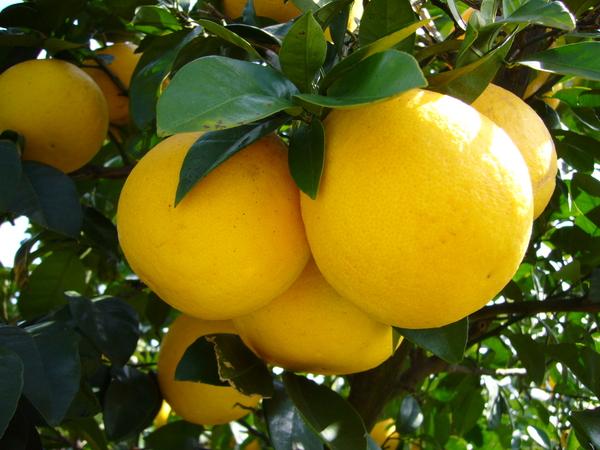 木になる鮮やかなレモン色をした愛南ゴールドのアップの写真