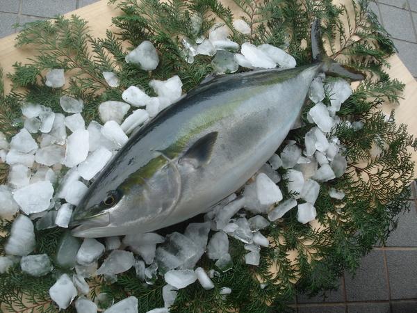 氷の上に置かれたブリの写真