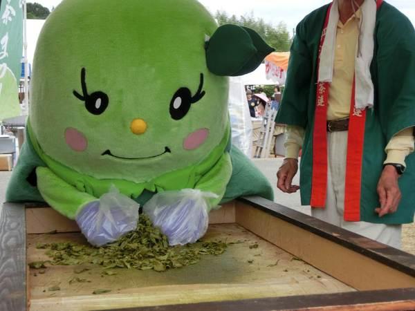 まめりんがビニール手袋をした手で茶の葉をもんでおり、その横で法被を着た方が立ってみている写真