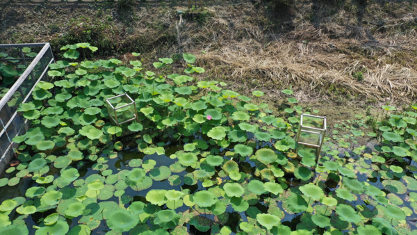 水面に緑のハスの葉がぎっしりと浮いている写真