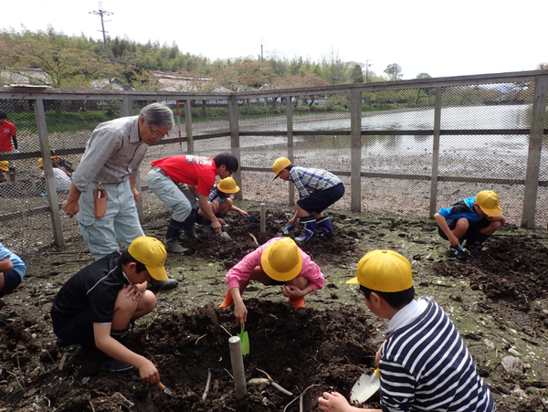 金子さんから指導され、児童が大きな穴の土の中にハスの花の種をいれて、スコップで埋めている写真