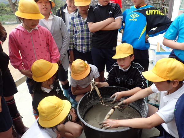 大きなバケツからハスの種を取り出しているのを見ている児童達の写真