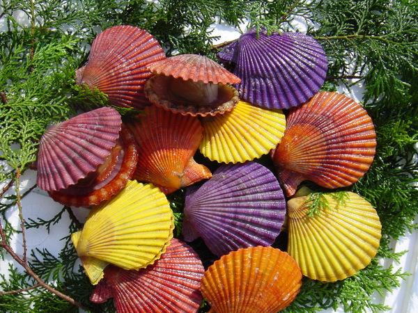 紫や、黄色、赤のヒオウギ貝の写真