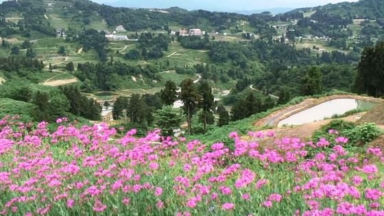 ピンクの花が咲く高原の写真