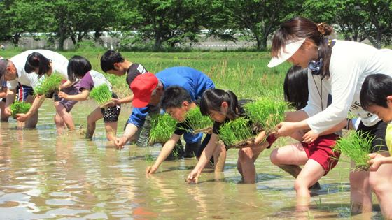 子供たちが、横一列に並び、田植えをしている写真