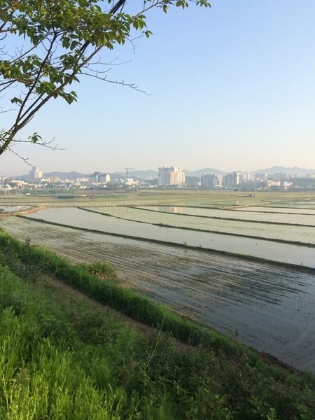水田が広がり、その奥には様々な建物が立ち並んでいる写真