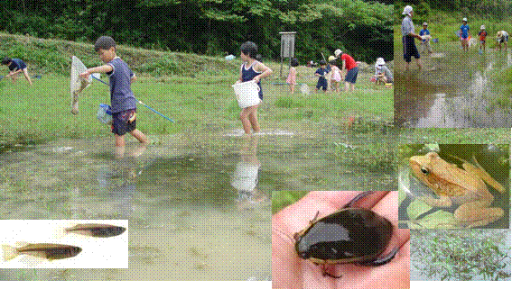 メダカ、ゲンゴロウ、カエルの写真と子どもたちが田んぼの中の生き物を見つけて捕まえている様子の写真