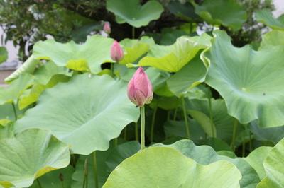 沢山の緑色の大きな蓮の葉っぱと中央にピンク色の蓮の花のつぼみが写っている写真