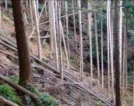 山の斜面に沢山の木々が生えているが、草木が生えていない様子の写真