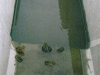 水路がコンクリート化されており、水路カエルが数匹閉じ込められている様子の写真