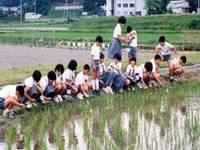 田んぼの土手に小学生が沢山座っており、田んぼの中を覗き込んでいる様子の写真