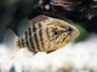 全体が薄茶色の魚で、茶色いしま模様の入っているオヤニラミの写真