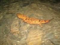 オレンジ色でまだら模様が入っているオオサンショウウオの写真