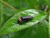 体色が黒色で、前胸部の左右がピンク色で、中央に十字架形の黒い模様があるゲンジボタルが緑色の葉っぱの上にとまっているい写真