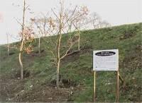 斜面に植えられたクヌギの植樹の写真