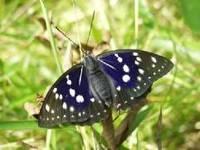 黒褐色に黄色の斑紋が散った羽根を持つオオムラサキのチョウが緑の葉に停まっている様子の写真