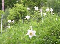 白いササユリが沢山咲いている様子の写真