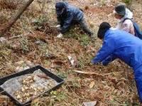 森の斜面の土を掘って、3人が球根のようなものを植えている様子の写真