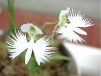 白鷺を思わせる白い花びらのサギソウのはなの写真