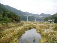 河川に草が生い茂り生き物が生息しやすい環境になった様子の写真