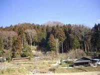 森林のすそ野を帯状に伐採して作ったバッファゾーンの様子の写真