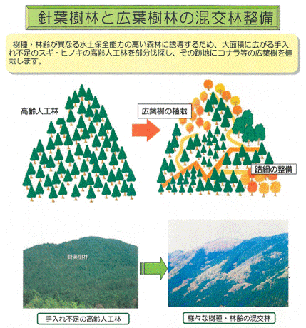 針葉樹林と広葉樹林の混合整備のフロー図