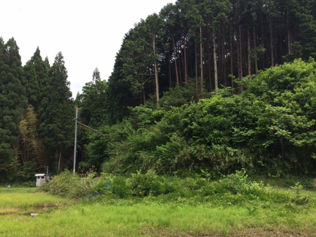 岩崎城へと続く遊歩道