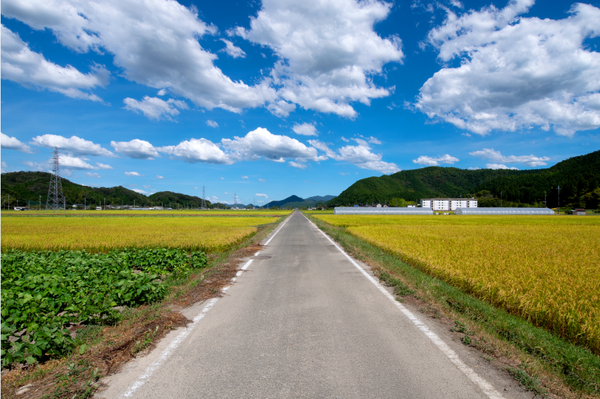 沿道の両脇の畑に緑色のツルと黄色がかった稲が栄え、空は青く、大きな雲があちこちにある風景を沿道から真正面に見た写真