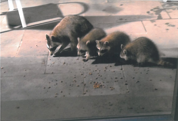 可愛い、アライグマの親子が4匹いる写真