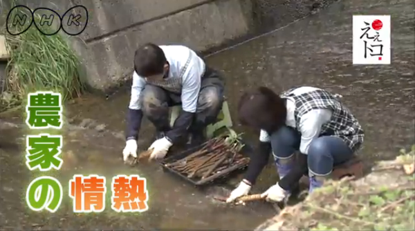 エプロン姿に長靴をはいた2名が手袋をして川の水でごぼうを洗っている（NHKええトコ 農家の情熱）の写真